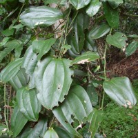 Smilax perfoliata Lour.